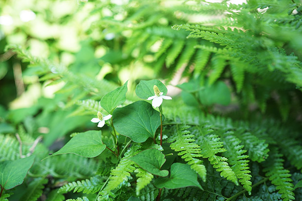 食べて、効いて、遊べるドクダミ。１０の方法で使ってみた。 – 道の駅 四季の郷公園 FOOD HUNTER PARK フードハンターパーク