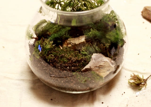 どうして？苔玉が茶色くなってしまう原因と対策苔テラリウム専門サイト道草michikusa苔テラリウム 小さなコケの森 コケ 商品の企画販売・ワークショップ