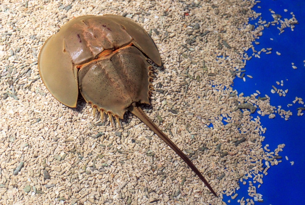 カブトガニの血液はなぜ青い？医療の世界で役立てられる青い血事情