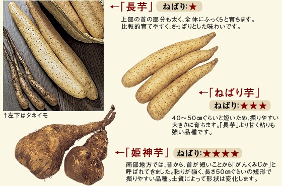 自然薯の栽培方法・育て方を解説！ タキイネット通販