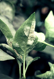 ピーマンの害虫について質問です。プランターで育てているピーマンの苗に、画像のよ- Yahoo!知恵袋