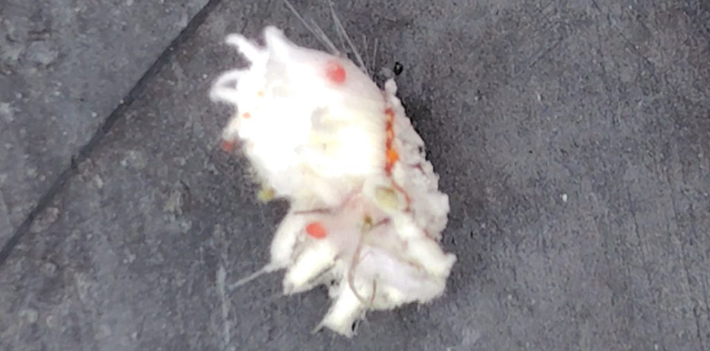 カイガラムシの症状と対策を解説病気と害虫の話みんなの趣味の園芸 NHK出版