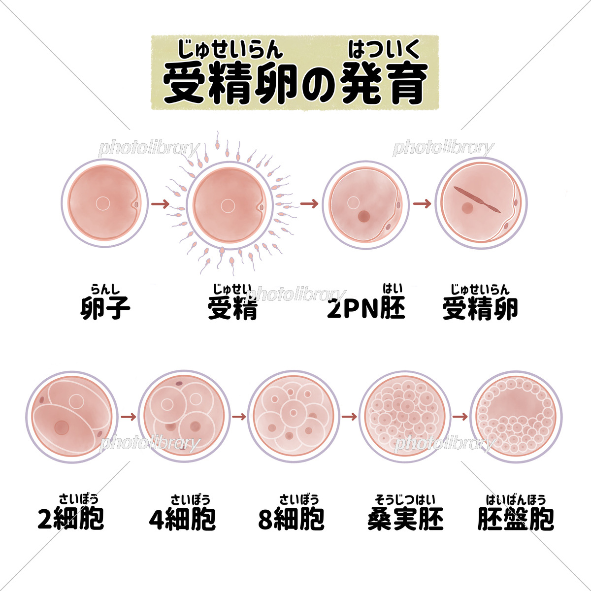 生殖医療 精子と卵子のおはなし亀田グループサイト