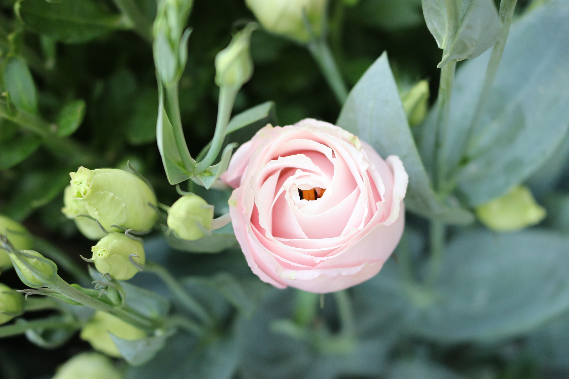 種から育てるトルコギキョウ種まきから開花までの10ヶ月4種類の土をつかった実験
