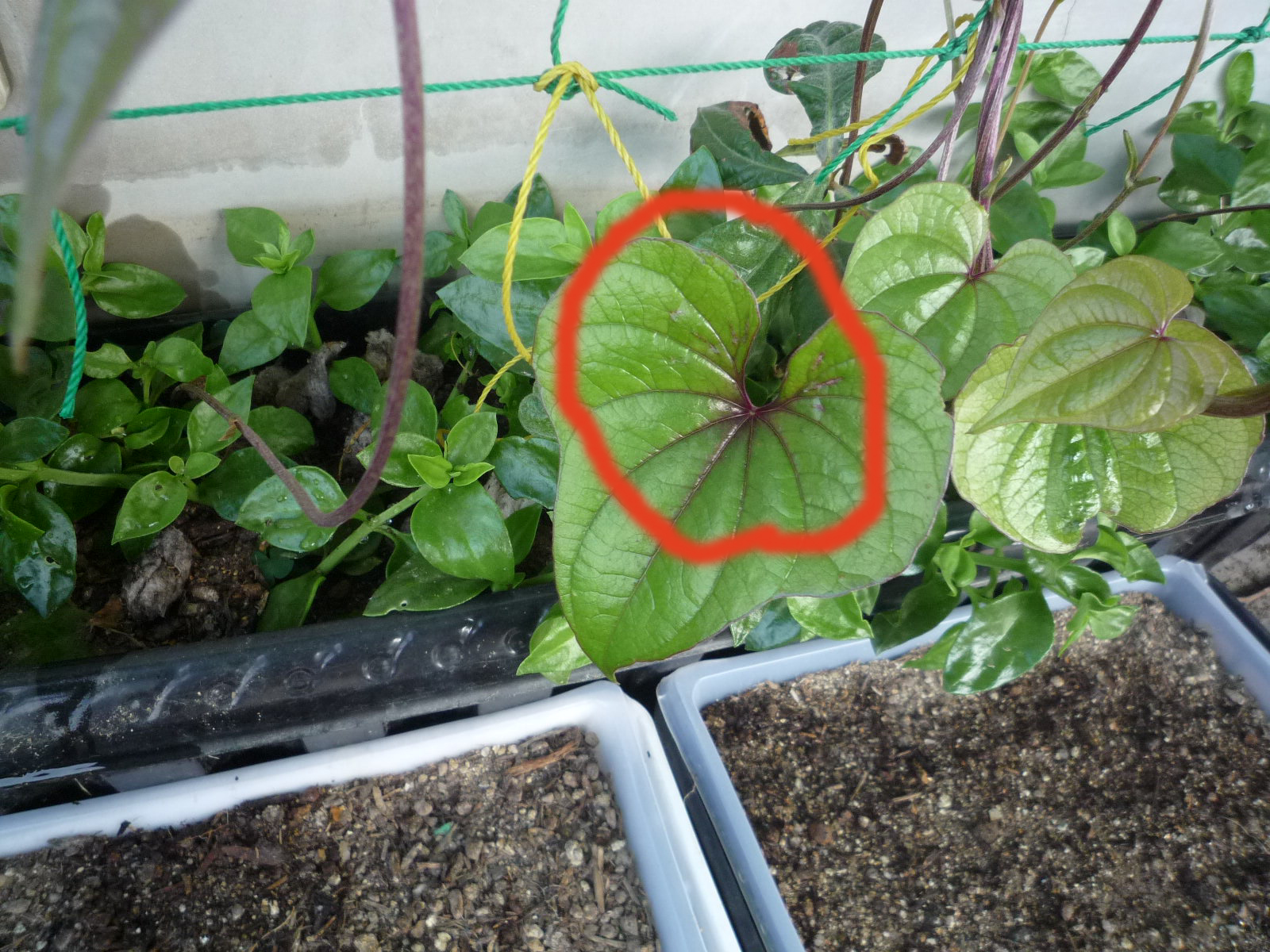 サバイバル節約術