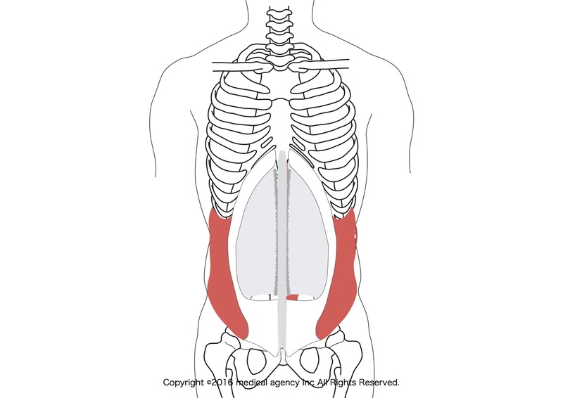 ヨガノート 7 腹筋４種類と方向 内腹斜筋・外腹斜筋・腹直筋・腹横筋- 印刷OK！お家ヨガ入門応援企画 - 森のバレエヨガ - 三科絵理