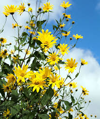 酢漬けキクイモふくの27市場富山県 南砺市福野