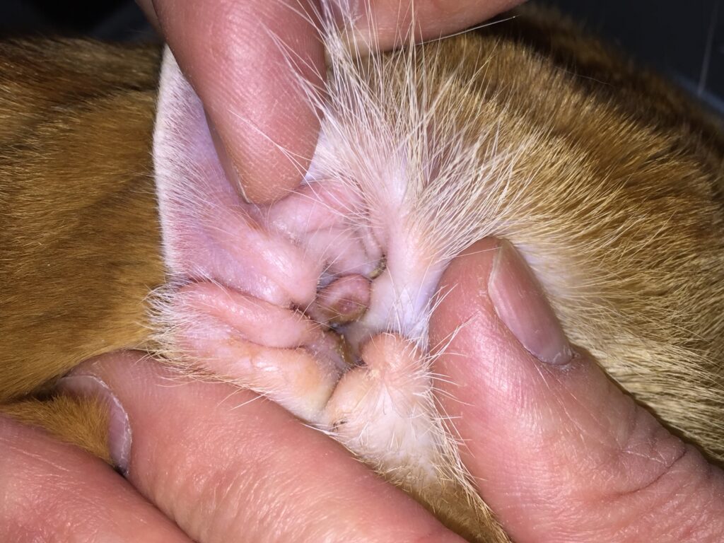 獣医師監修 犬のイボの良性と悪性の見分け方！原因や治療法は