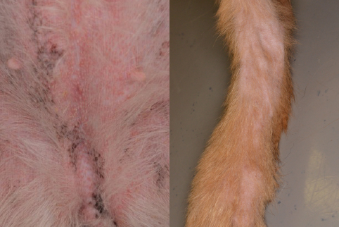 犬の脱毛症の原因や治療法は？ 換毛の抜け毛との違いも解説 – ベッツペッツ公式サイト