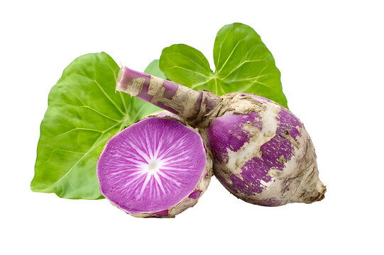 ヤマイモとオニドコロの見分け方 : 世話要らずの庭