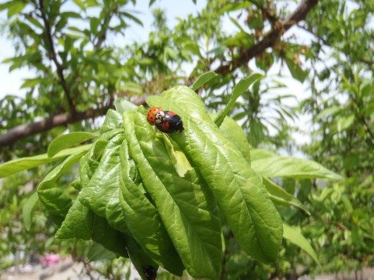 プラムの木の枝に何か白い粉砂糖？のような物と変な虫が沢山居ますコレは一体なんでしょうか