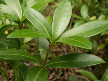 ミヤマシキミ - 植物図鑑 - エバーグリーン