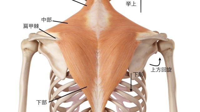 背中の筋トレはジムマシンが効果的！背筋を強化するトレーニングを解説