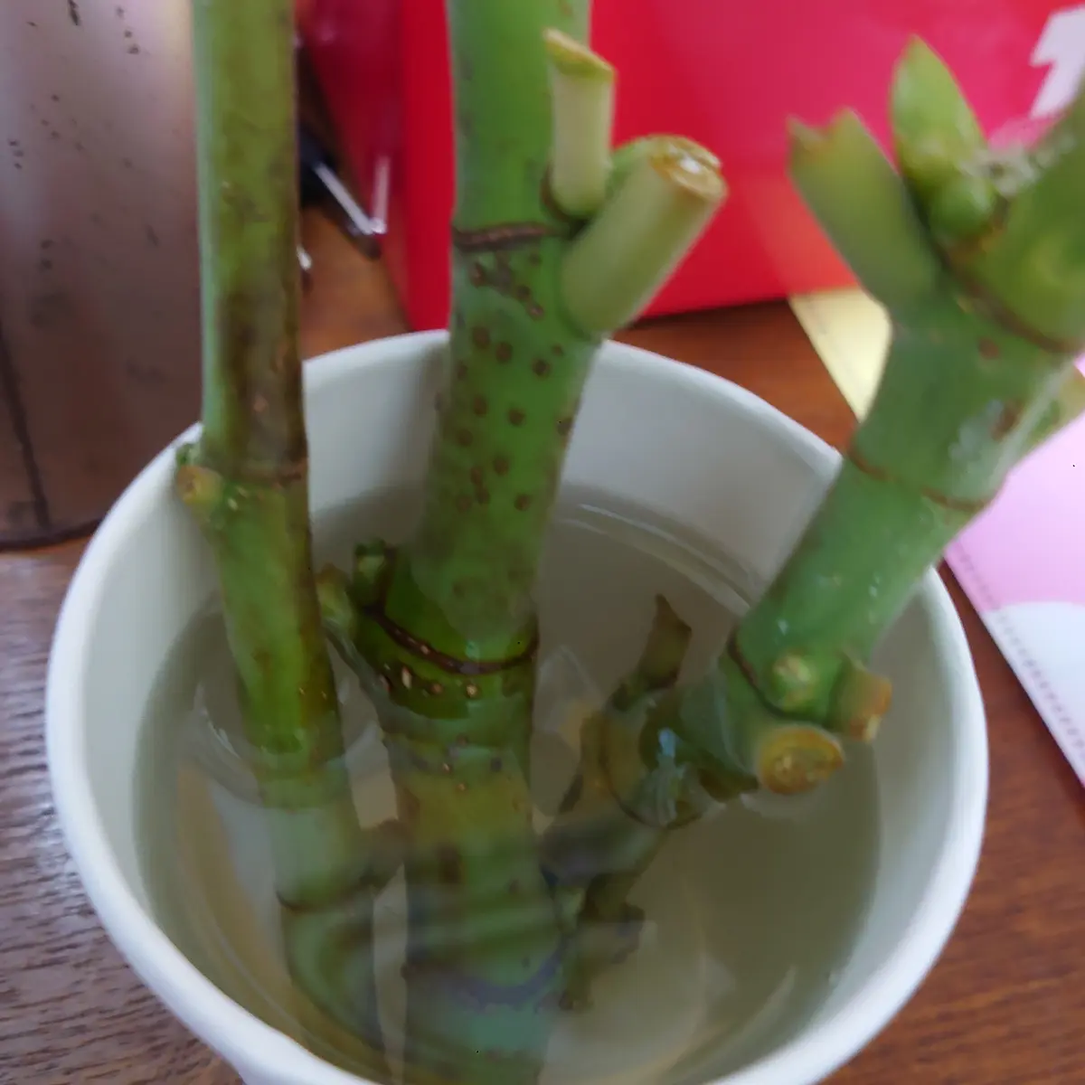 いつ植え替え？挿し木したイチジクの鉢上げ！穂木の太さで発根量の違いがありました。全て培養土へ植え替えました。あつおの植物記録