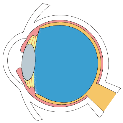 目 断面図イラスト無料イラスト・フリー素材なら「イラストAC」