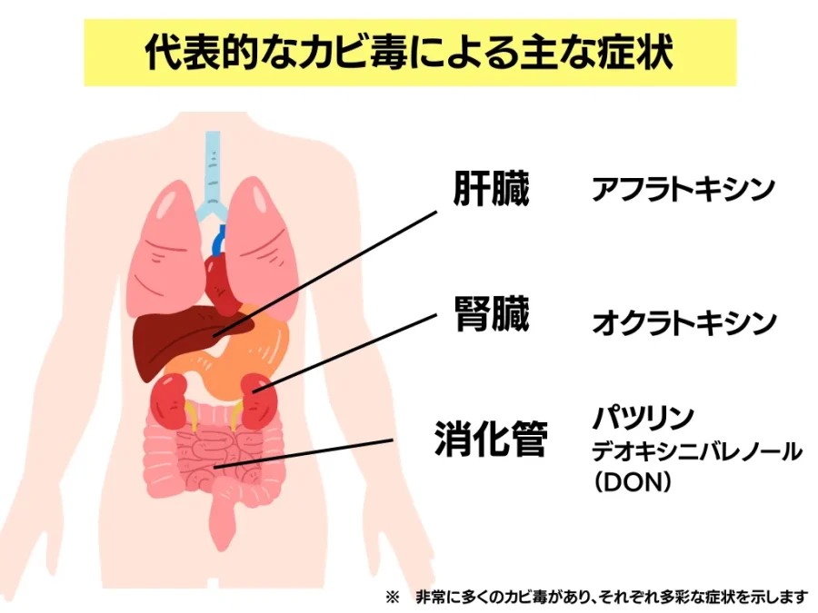 カビ毒の自然毒を分かりやすく解説 薬剤師国家試験対策マインドマップ薬学