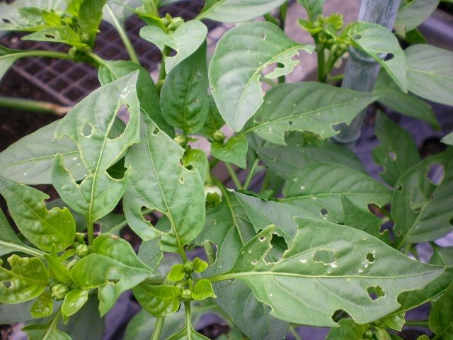 これってどんな害虫なんだろう？ ピーマンの葉っぱの下に緑色の幼虫 卵を産みやがって 😞 : r gardening