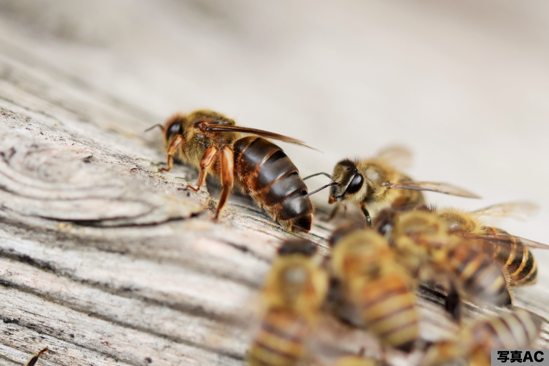 ミツバチの種類と特徴養蜂の手引養蜂株式会社 秋田屋本店