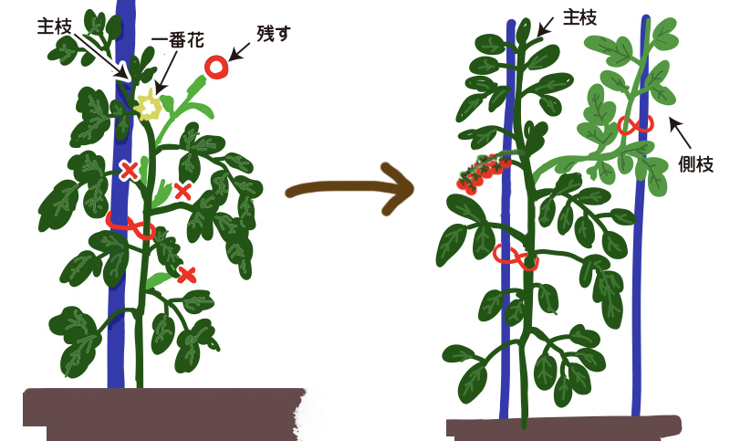 プランターでのミニトマトの栽培方法：あんどん支柱で簡単に長く楽しもう！しま農研