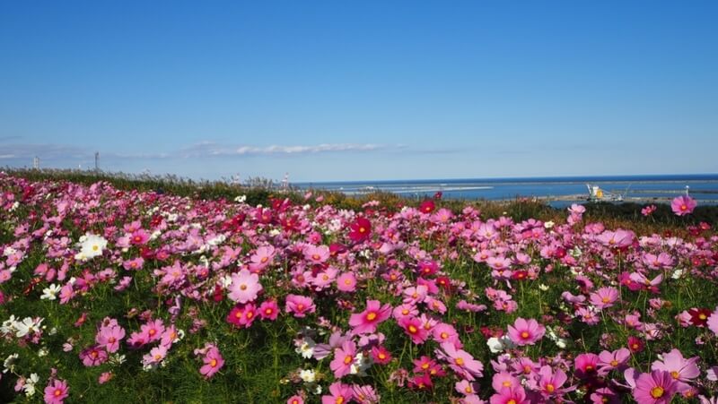 茨城県】パパ活でよく使用されるエリア・場所（カフェ・ホテル・食事） – DDD