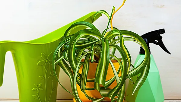 観葉植物オリヅルランの育て方 冬越しや植え替えについてご紹介します植物とあなたをつなぐPlantia