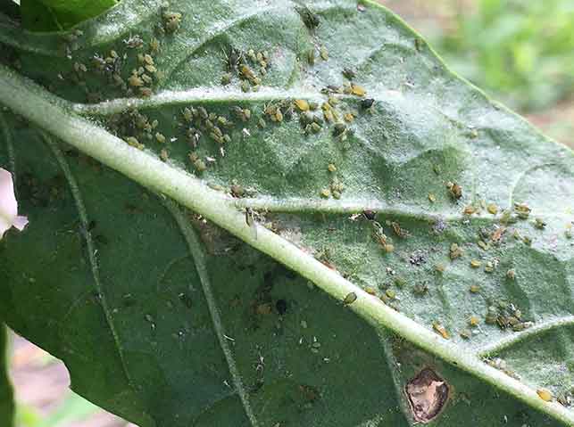 特殊報 ピーマン、スイカにクロテンコナカイガラムシ 県内で初めて確認 熊本県JAcom 農業協同組合新聞