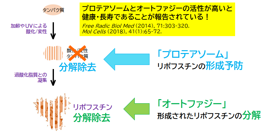 ジュニパーブライト研究開発一丸ファルコス株式会社