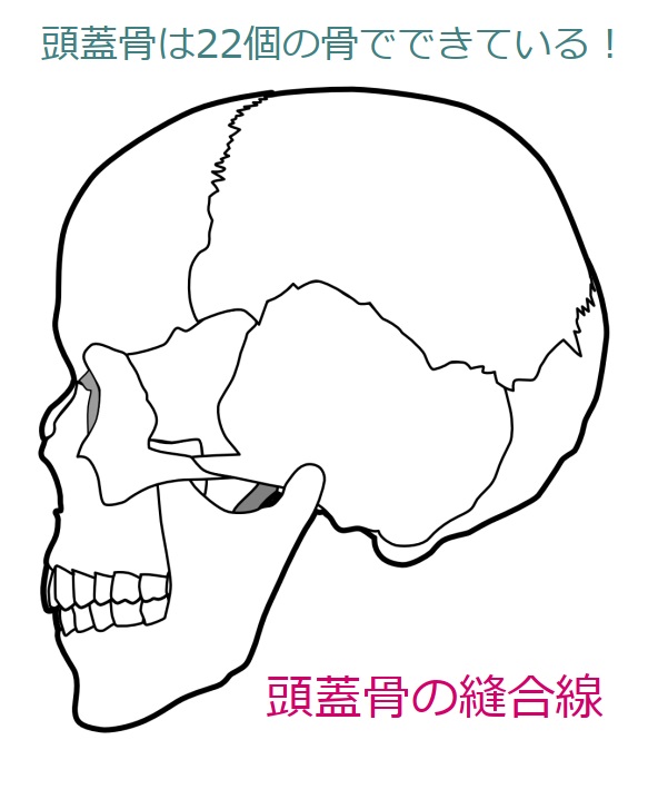 頭蓋骨崩れ」が、老け顔の原因!? « 宇山恵子 恵風ホームページ ～医療・健康・美容についてのコラム～