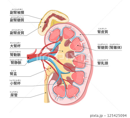 腎臓模型 腎臓断面 内臓模型３倍拡大 : 直送卸し市場 - 通販 - Yahoo!ショッピング