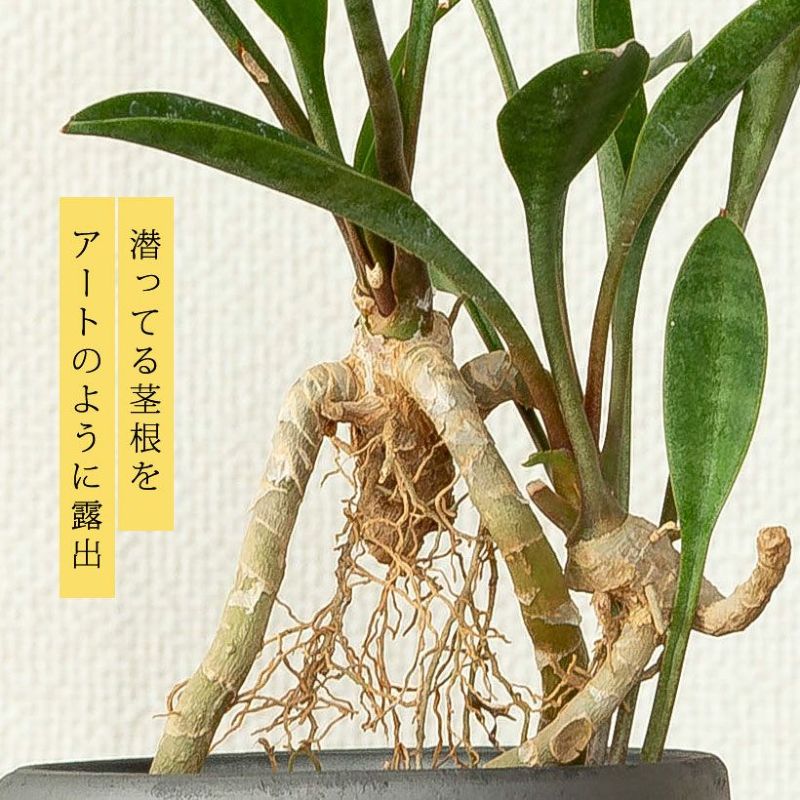 とっても簡単！サンスベリアの育て方5つのポイント観葉植物と風水のグリーンスマイル