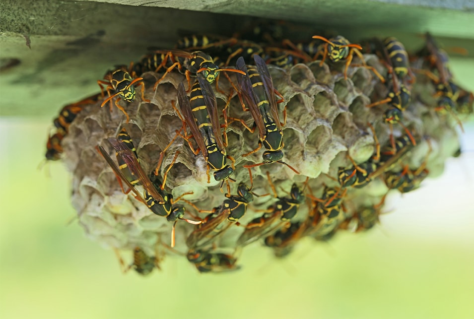 井上慎也@クミノ工房 on X: 