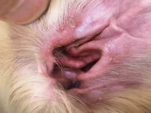 犬の耳が赤い！？原因・症状・治療法について解説わんちゃんライフ