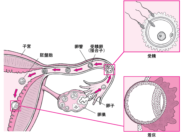メダカの成長おおきくなあれ大日本図書