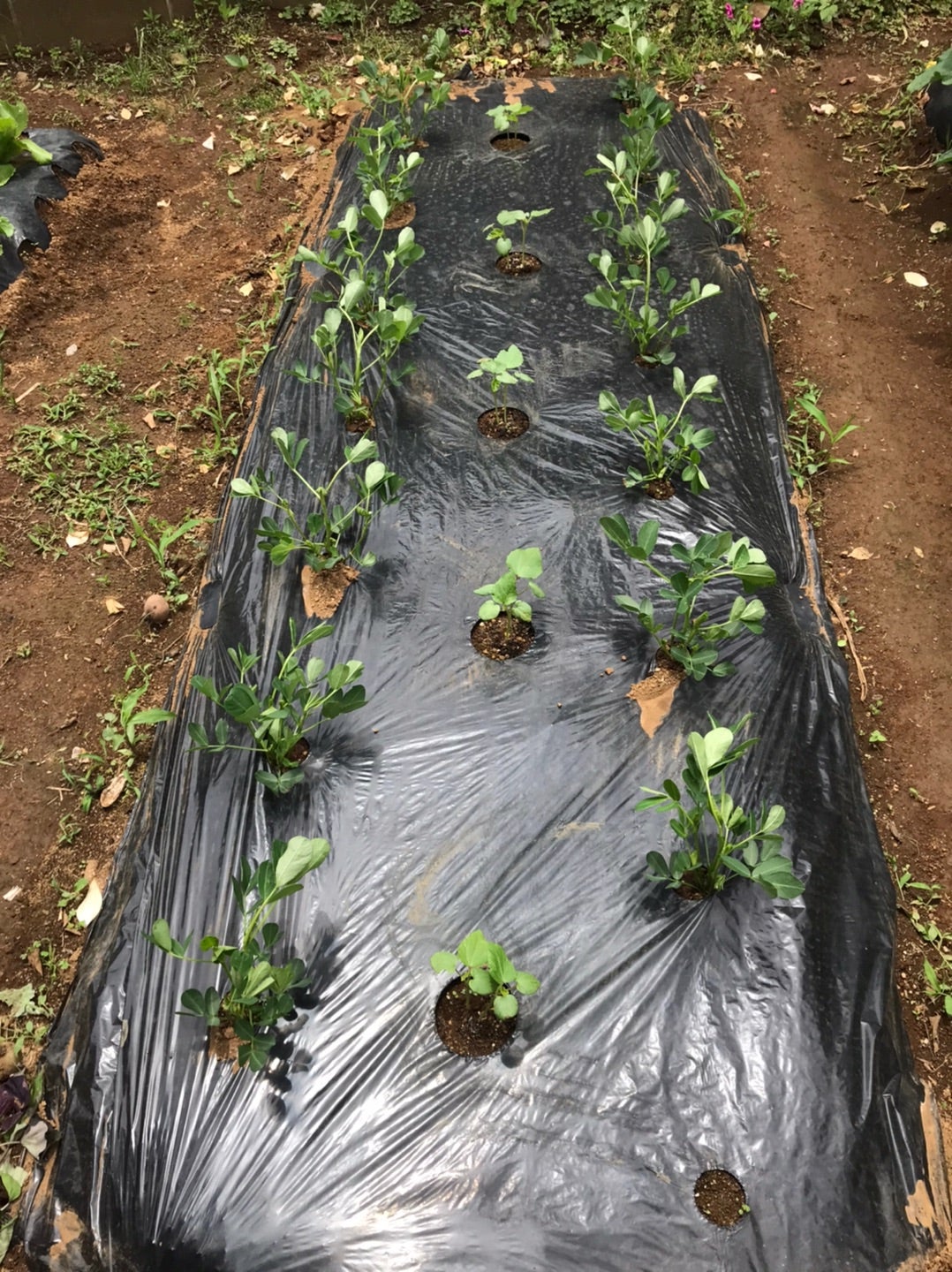 コンパニオンプランツでオクラと相性の良い野菜15選観葉植物のある暮らし