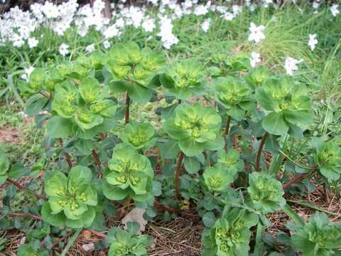 トウダイグサ科