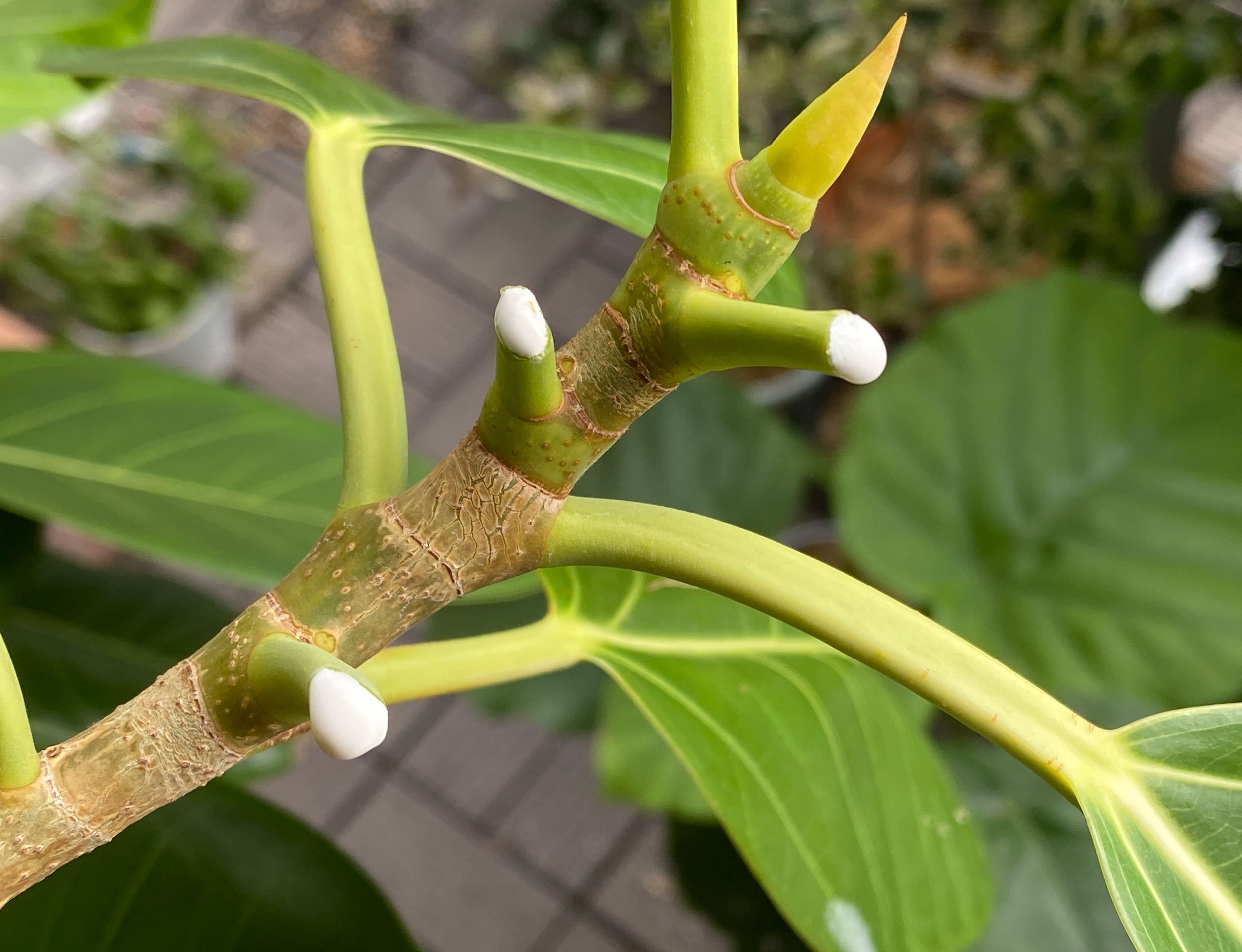 フィカスルビー ゴムの木 についてです。ここ二ヶ月ほど葉っぱが- Yahoo!知恵袋