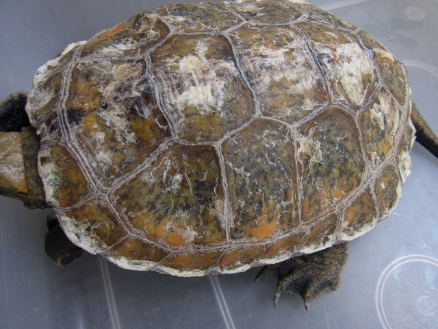 カメの水カビに消毒液！？その使い方を解説！わんにゃんうぇぶ ペットと人はもっと仲好くなれる！快適な共生に役立つ情報を、住まいをよく知る不動産広告会社が所沢から発信