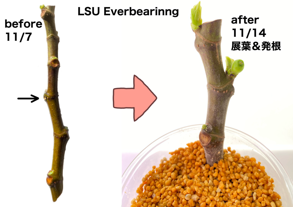 イチジクの挿し木」その後 - らいちゃんの家庭菜園日記