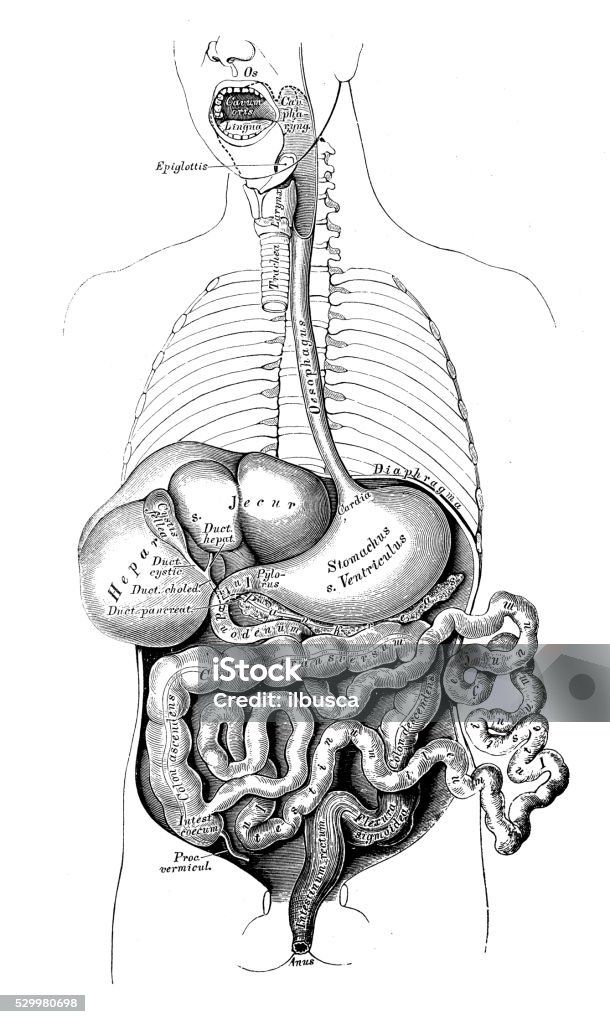 世界の人体解剖図集PIE International