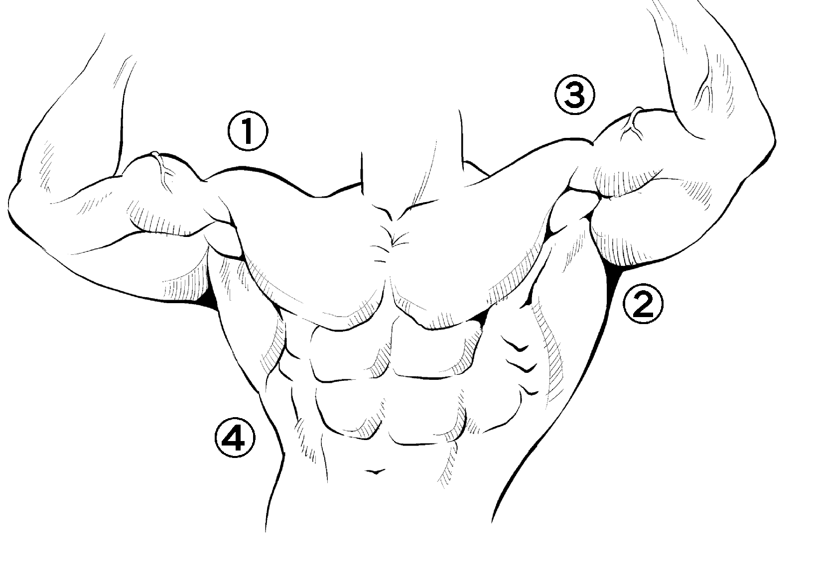 Amazon.co.jp: 男の筋肉 描きわけポーズ集 スリムからマッチョまで : カネダ工房: 本