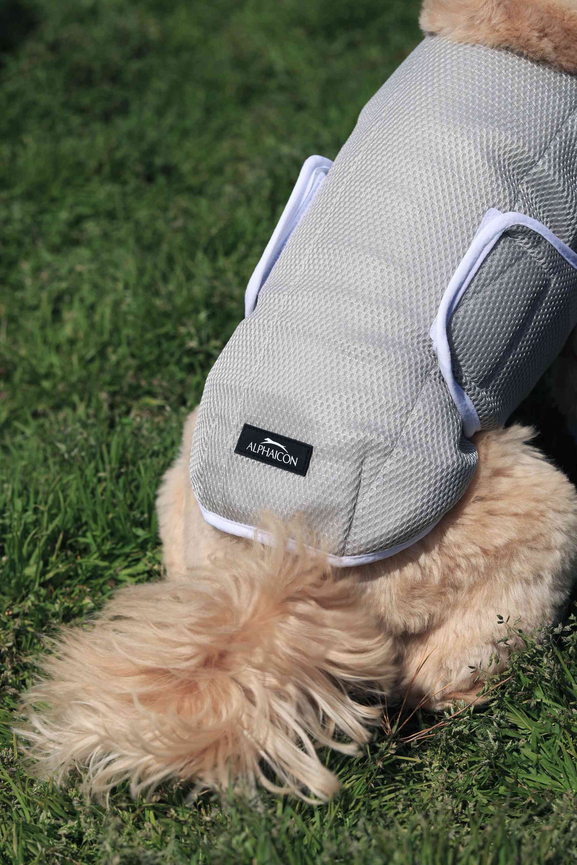 サマークーリングタンクトップ アルファアイコン2024 入荷しましたTERRIER STYLE by Joker landミニチュアシュナウザー専門店 テリアスタイル