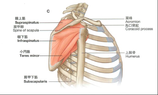 二の腕 内側 痛い ズキズキ その原因と対処法を徹底解説！「さかぐち整骨院 -枚方市-」枚方市で口コミ評価NO.1