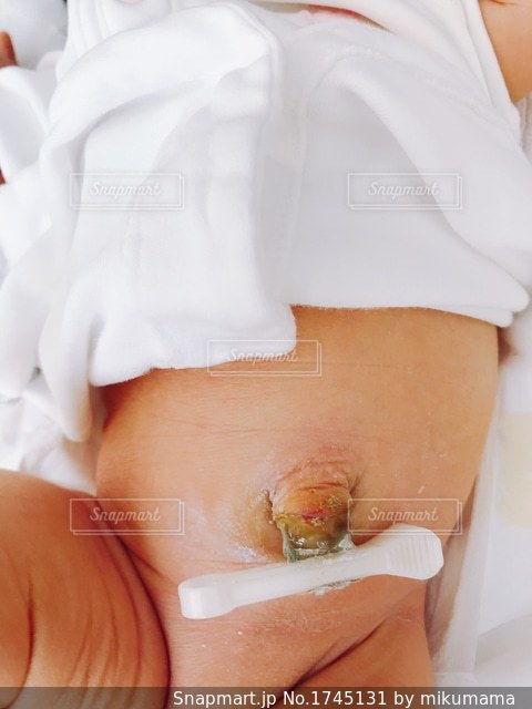 へその緒をつけた生まれて間もないタテゴトアザラシの子 32046000114 の写真・イラスト素材アマナイメージズ