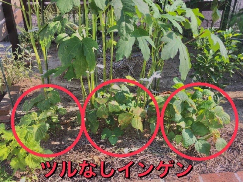 コンパニオンプランツでオクラと相性の良い野菜15選観葉植物のある暮らし