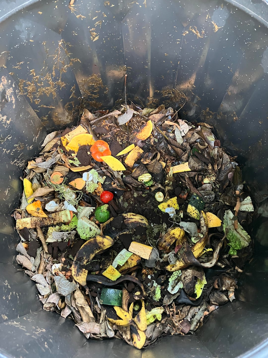 蠅蛆症 - Wikipedia