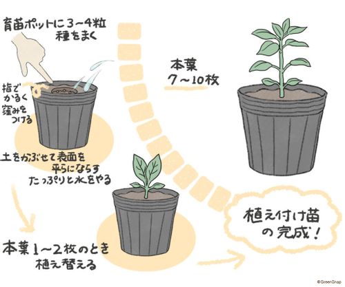ピーマンの育て方プランター栽培、肥料の与え方も解説 – 自然暮らし