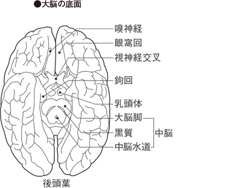 外観＆割面 クイズバージョン