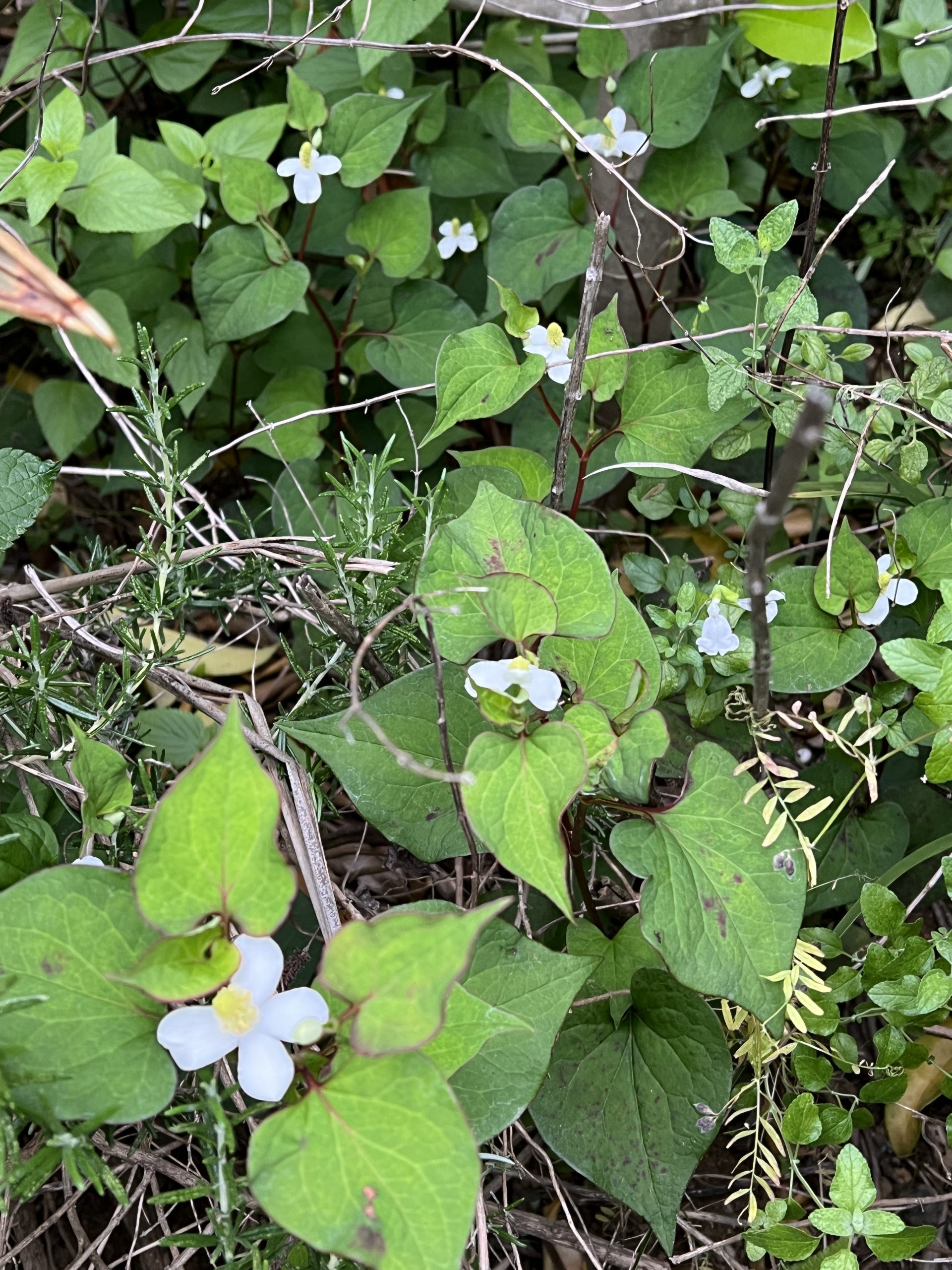 ドクダミは虫刺されに効く🌿工程は👇, ナチュラルメディスン🌿✨, 今年は一番パワーのある, 「花の咲く前の時期の蕾」を摘んでみました🥰,①葉か花か蕾を採取, ②軽く洗い水気を拭き取る, ③ウォッカに漬け込む, ④2週間ほど漬け込む, ⑤水で2-3倍に薄めて使用,⑥2週間ほどで使い切る, ドクダミは嫌がられることが多いけど, 本当に素晴らしい和ハーブです！, ぜひ日常に取り入れてみてください🥰,