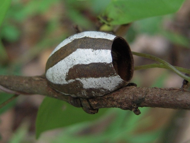 イラガの繭の抜け殻 きれいにカットしているなぁイラガイラガの繭Monema_flavescens庭の生き物たのバラ