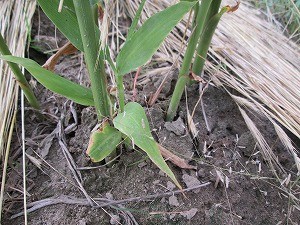 ミョウガの記録「花が見当たらないミョウガ」：シャンティさんの日記 by 菜園ナビ